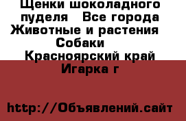 Щенки шоколадного пуделя - Все города Животные и растения » Собаки   . Красноярский край,Игарка г.